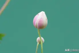 不经历一事，不懂得一智；泥泞而识马，落难而识人图片