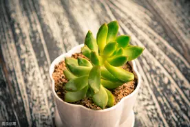 什么是多肉植物的缀化？养护起来难不难？图片