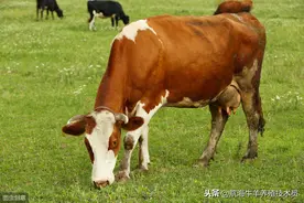 牛不反刍是什么原因引起？如何才能让牛正常反刍呢？图片