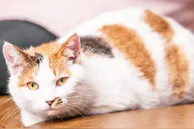 流浪猫之间的闲言碎语，一妇女帮猫咪接生后，别的猫生孩子也找她图片