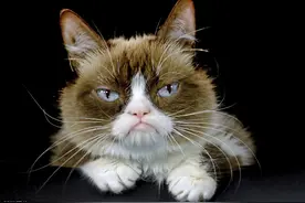 猫也有丑美之分？颠覆你对猫咪的认知，猫：有被冒犯到图片