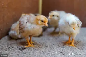 雏鸡养殖中糊肛的原因及防治图片