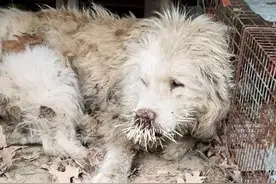 流浪狗被豪猪袭击，尖刺深深扎进鼻子，这样子看着都痛图片