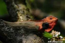 “鸡冠蛇”原来不是蛇？传说中的“鸡冠蛇”真的存在吗？图片