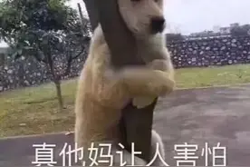 48张别致表情包——聊天必备的表情包，开启别样的聊天方式图片