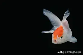 活吞金鱼挑战赛：80年前，美国大学生比现在的美食主播还疯狂图片