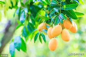 晚熟芒果上市迟，收益却可不低！幼果期做好4方面管理，实现丰收图片