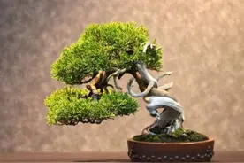 松柏换盆盘扎有技巧？注意这五点，轻松做出精致好盆景！图片