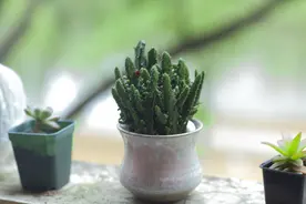 小说：女友逼婚我将她杀死，以为天衣无缝，她家花盆竟藏着我把柄图片