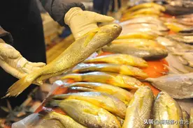同是黄花鱼，大黄花跟小黄花区别在哪里？老渔民：两种鱼差远了图片