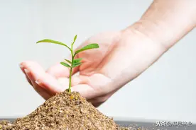 您会植树吗？植树以后的树坑该整理成馒头状凸起还是窝型凹下？图片