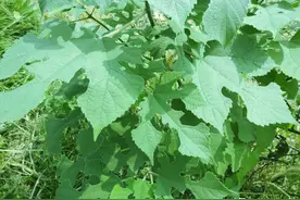 谁说构树灭绝不了？用对方法，杀灭构树很简单图片