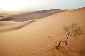 沙漠中能活得自由自在的一种生物，除了骆驼还有它！图片
