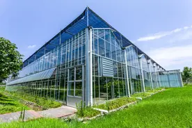 夏季蔬菜抗高温方法图片