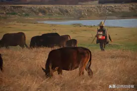田地里长满草，没人愿意种地，撂荒地为啥那么多？老农说出心声图片