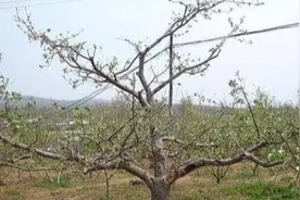 苹果树上出现“光腿枝”咋处理？具体的方法在这里！图片