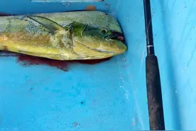 美国人偏爱的10种野生鱼类，三文鱼排第三，没有蓝鳍和马林图片