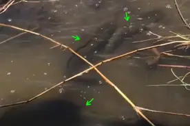 这些黑鱼要成精！美国弗州一沼泽地，黑鱼疯狂生长，半米多长一条图片