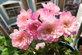 一款很“仙”的盆栽花卉，花色清新秀美，四季都开花，好看又好养图片