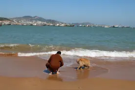 狗生赢家：不晕船的小金毛，在海岛沙滩尽情游泳图片