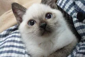 逐渐黑化的暹罗猫，这不是我想要的喵图片
