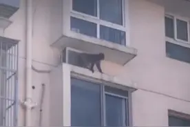 热线追踪 | 大闹门头沟的“猴哥”被抓住了图片