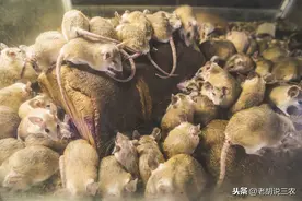 卖老鼠药的为啥要收购没有半点药用价值的老鼠尾巴？看老农怎么说图片