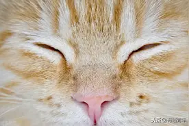 猫这个物种，真的很邪门儿图片