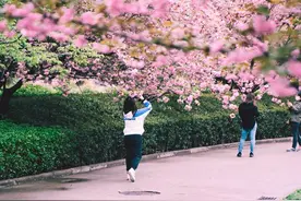 西安有个免费景区，樱花盛开，交通方便，地铁直达图片