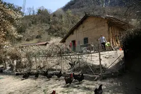 大爷出门打工，儿子当上门女婿，大妈家的果子吃不完，谁想吃谁摘图片