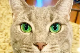 这只猫天生拥有绿色眼睛，从第一眼看到就让人喜欢了图片