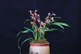 墨兰生出了小芽苗，春季里能更换植料吗？图片