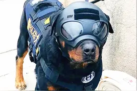 我国警犬终于佩戴防弹头盔了，相比美国警犬头盔，更安全，更防弹图片