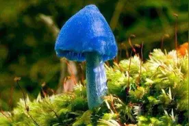 世界上根本就没有蓝色你信吗？天蓝蘑菇，蓝色血液怎么解释？图片