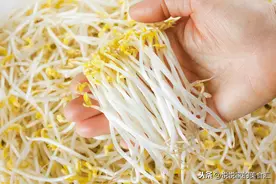春吃芽，选绿豆芽还是黄豆芽？牢记“2不买”，实惠营养又好吃图片