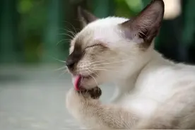 猫的咬合力相当厉害，能咬断老鼠喉管使其窒息，猫轻咬主人啥意思图片