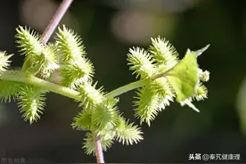 每日一药——苍耳子图片