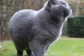 威武雄壮的英短蓝猫，自带猛虎下山的杀气图片
