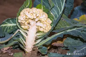 花椰菜结球小产量低，诱发原因较多，深入了解后才能科学解决问题图片