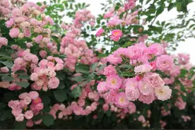 家养蔷薇花，记得做好这3步，一个月就爆盆，3月春花朵爬满墙图片