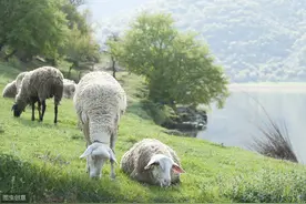 肉羊养殖，不懂得这些营养需求，再勤奋也没有用图片