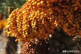 阿联酋人最爱的“沙漠黄金”，甜甜的、糯糯的，好吃不怕胖图片