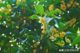 “桂花门前栽，贵人立门中”，这4个地方不适合栽桂花，看完就懂图片