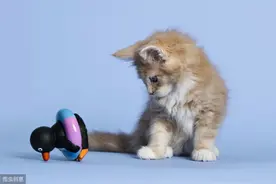顽皮可爱的小花猫（文/韩春旭　编辑、组图/书中浪子 ）图片