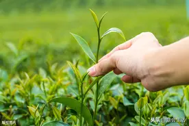 网上卖茶叶是如何诈骗的？带你揭开神秘面纱，避免财物尽失图片