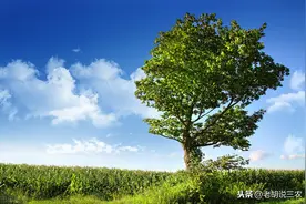 榆树原木4000元/立方，板材6500元/立方，榆树咋这么贵图片