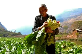 农村一种地位低下的菜，从来不上宴席，营养丰富，却很少有人爱吃图片