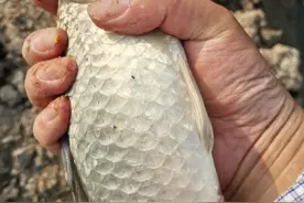 欢迎你来泰兴，这是钓鱼的好地方图片