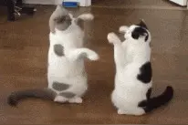 搞笑GIF图：蓝猫偷零食被抓，原来是闺蜜怂恿的？图片
