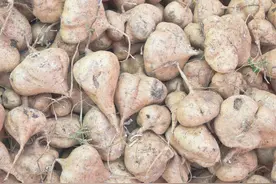 黄瓜套种豆薯栽培技术，学会这几步，轻松大丰收图片